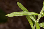 Heller's cudweed